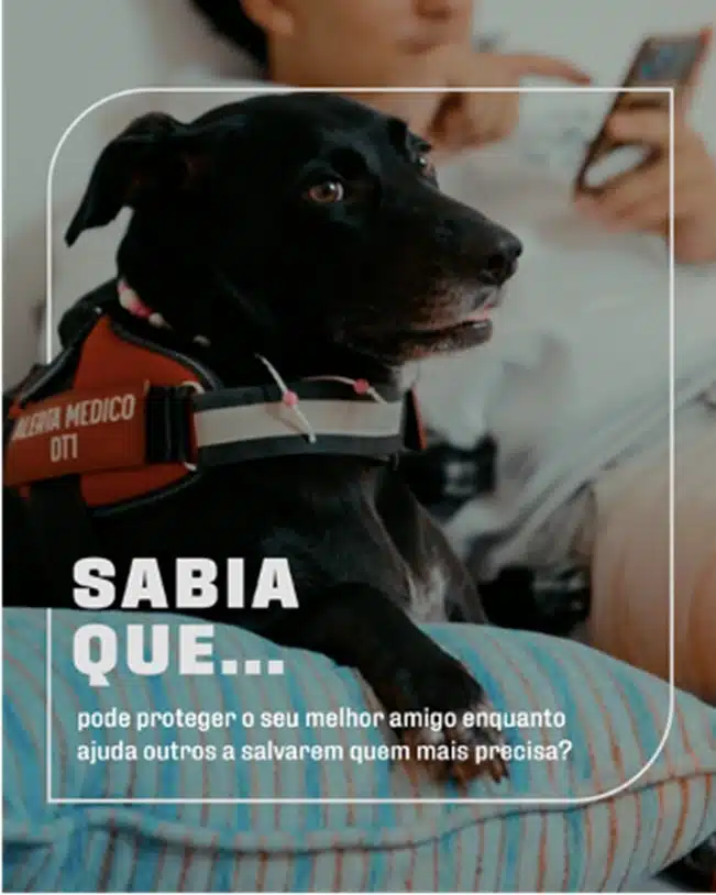 Mel, cão de cor preta com um colete identificativo vermelho.