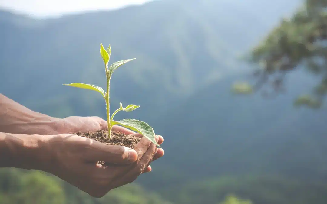 O contributo tecnológico que uma árvore pode ter para o planeta