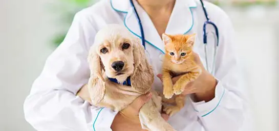 Vamos ao veterinário?