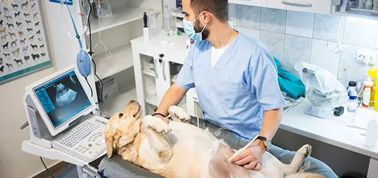 Vamos ao veterinário?
