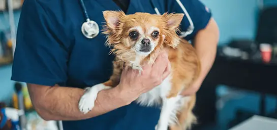 A esterilização é muito importante!