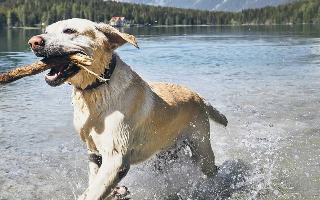 7 cães, 7 personalidades. Qual a mais adequada para si?