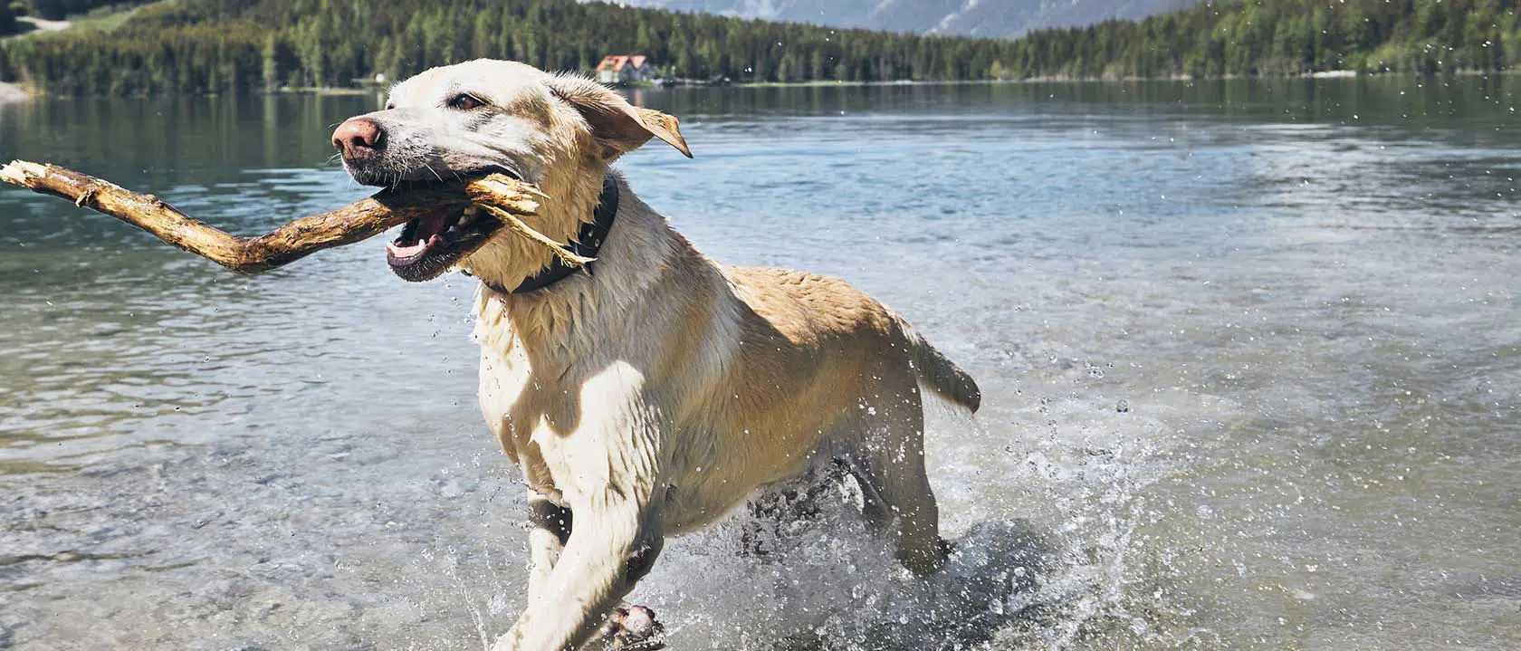 particulares animais domesticos 7caes 7personalidades