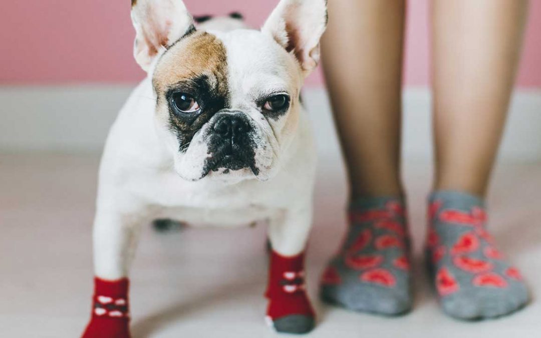 Amor e calor aos nossos animais em 6 passos