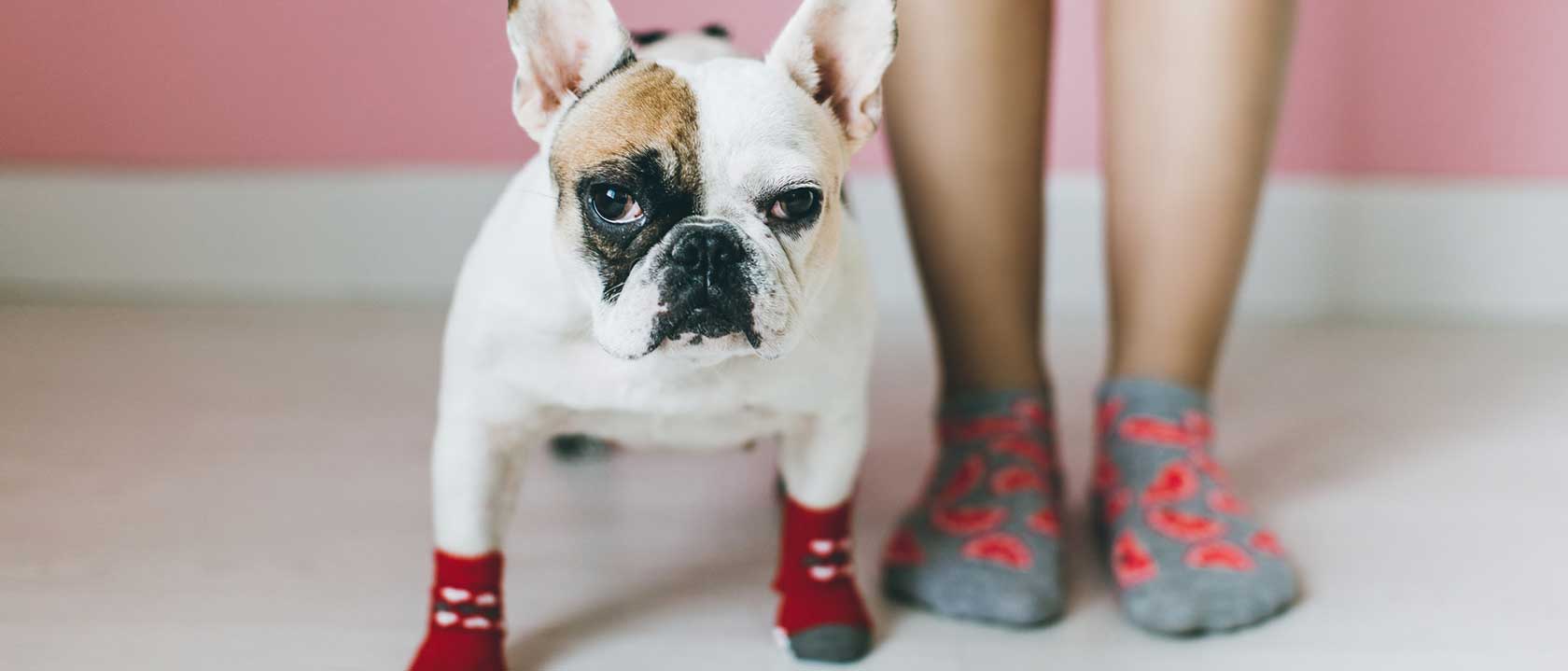 particulares animais domesticos amor calor animais