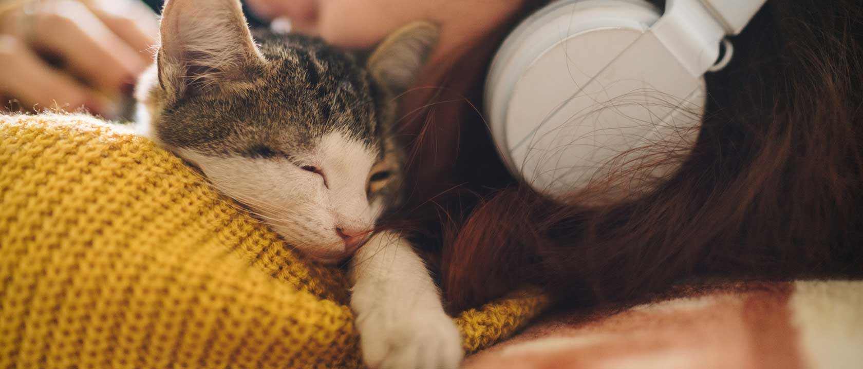 particulares animais domesticos factos curiosos gatos