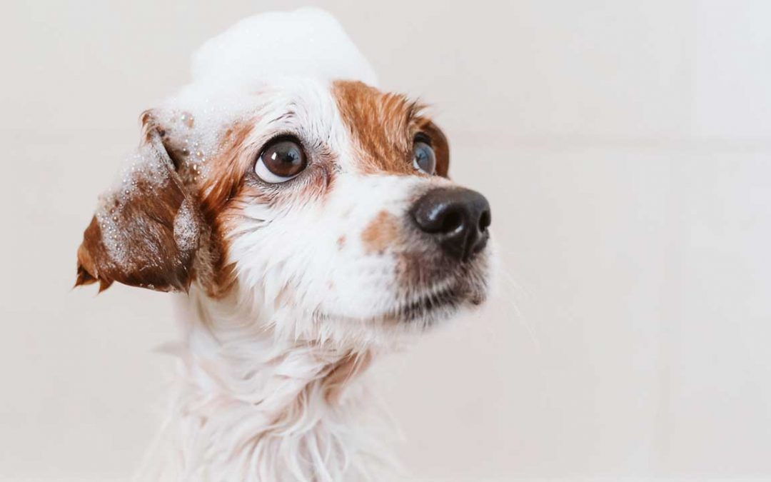 A importância de dar banho ao cão