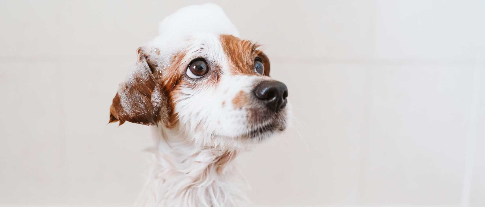 particulares animais domesticos importancia banho