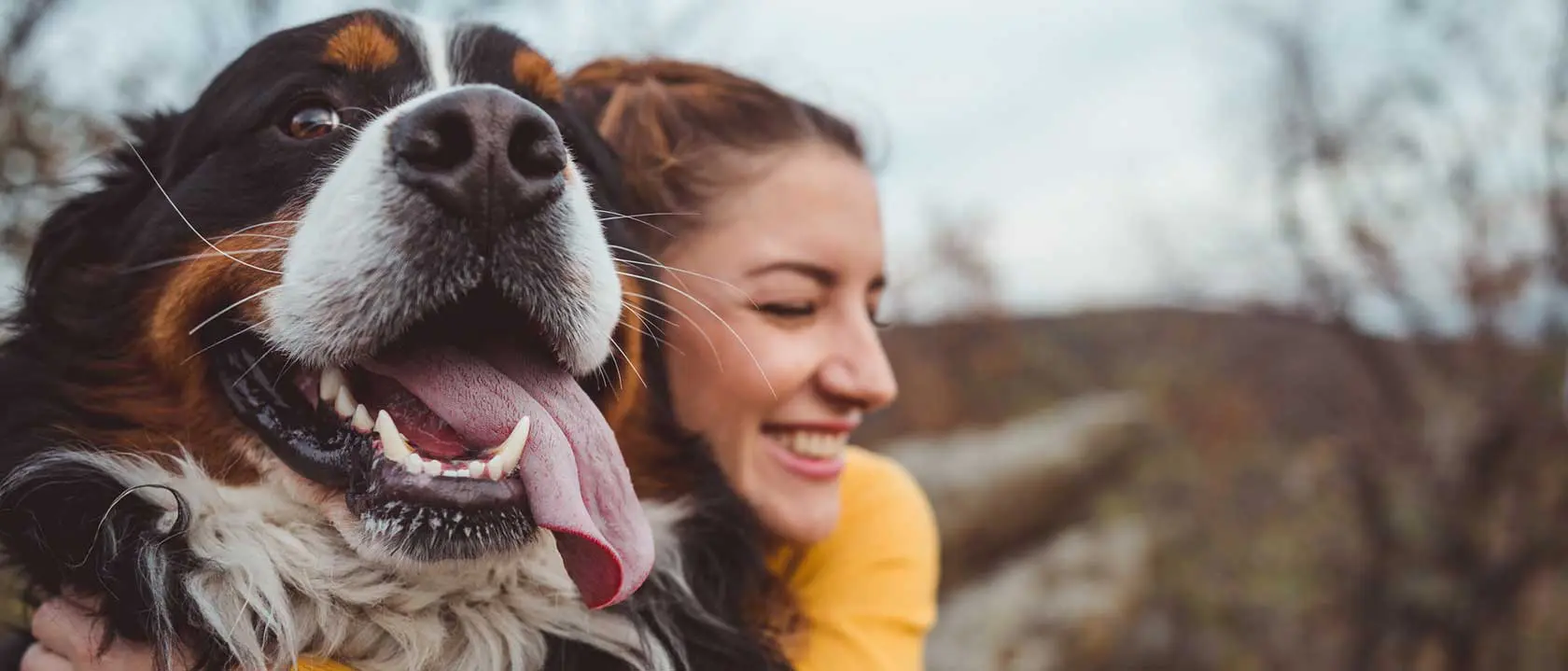 seguros particulares animais domesticos animais