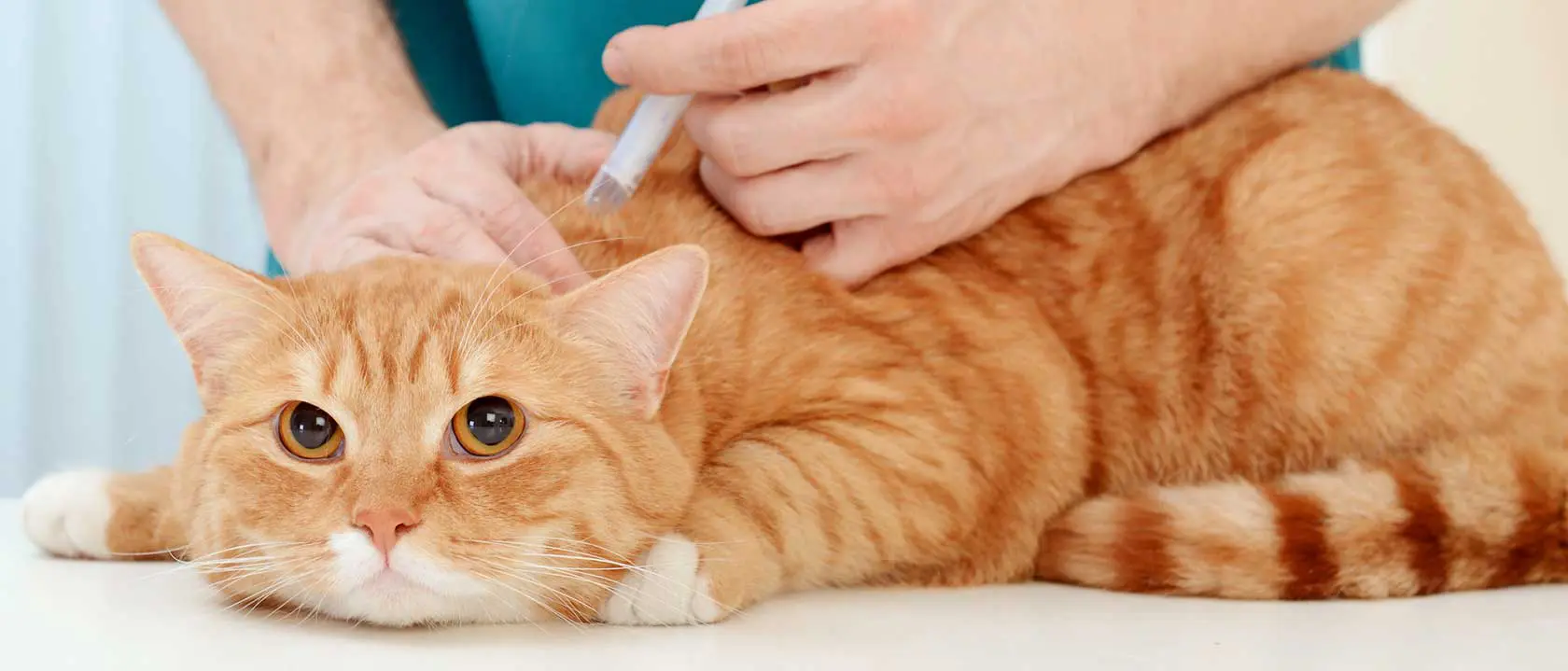 seguros particulares animais domesticos animais previnir hoje cuidar amanha